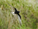 White-winged Tern