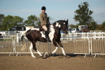 Class 501 -Riding Club Pony portfolio