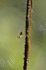 Orb web spider