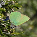 Green hairstreak (Callophrys rubi) Green Hairstreak (Callophrys rubi)