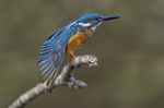 Male Kingfisher