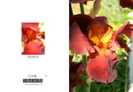 002 Bearded Iris