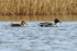 Pintail (male & female) on the northern lagoon at Otmoor