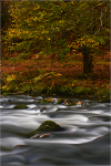 Autumn Flow
