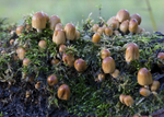 Fungi, Tatton Park, Cheshire