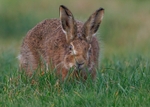 Brown Hare