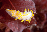 Limacia clavigera