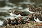 SBW011: Turnstones