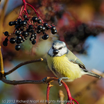 Blue Tit (Cyanistes caeruleus) portfolio
