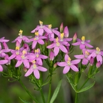 European centaury (Centaurea erythrea)