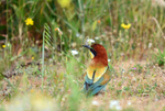 European Bee-eater