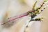 Large Red Damselfly