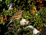 Redwing