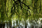 Willow
