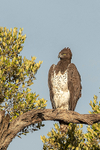 Martial Eagle
