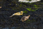 Seals on Loch Linnhe - DSC_9165_00101