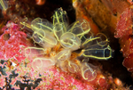 Clavelina lepadiformis