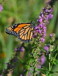 Monarch Butterfly