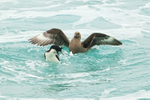 Brown Skua harassing Imperial Shag, Saunders Island