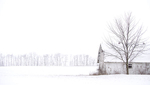 TREES WEEK #8