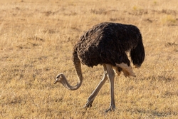Bird Ostrich