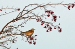 Redwing