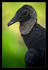 American Black Vulture