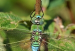 Emperor Dragonfly