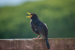 Blackbird-male_ACP_7406-1