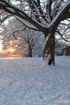 Winter morning.