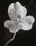 Tiger Lily Photograph in Black and White Closeup