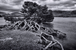 Derwentwater Tree
