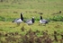 Barnacle Geese