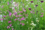 Cornflowers In The Wild