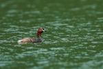 Little Grebe portfolio