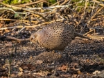 Pheasant