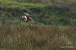 Fantailastic! - Hen Harrier