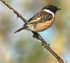 Stonechat