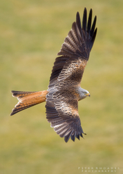 Red Kite