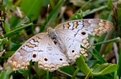 AnimalsCreatures _0053