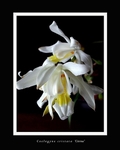 Coelogyne cristata 'Citrina'