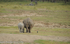 Mother and cub white rhinos.