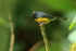 Slate-throated Redstart, Pipeline Trail, Boquete, Panama