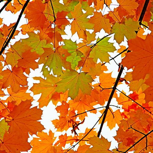 Vivid autumn hues abound in rural Kings County, New Brunswick.