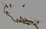 Rosy bee-eaters
