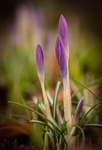 signs-of-spring