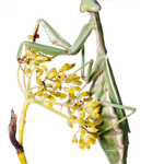 ITA_PHD_20111002-006