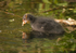 Coot