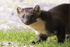 Pine Marten  (f)