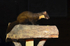 Pine Marten